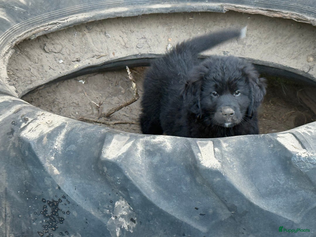 Kruising honden te koop: Newfoundlander Kruising pups  - Afbeelding 6