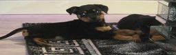 Rottweiler honden te koop: Rottweiler pups  - Advertentie 3