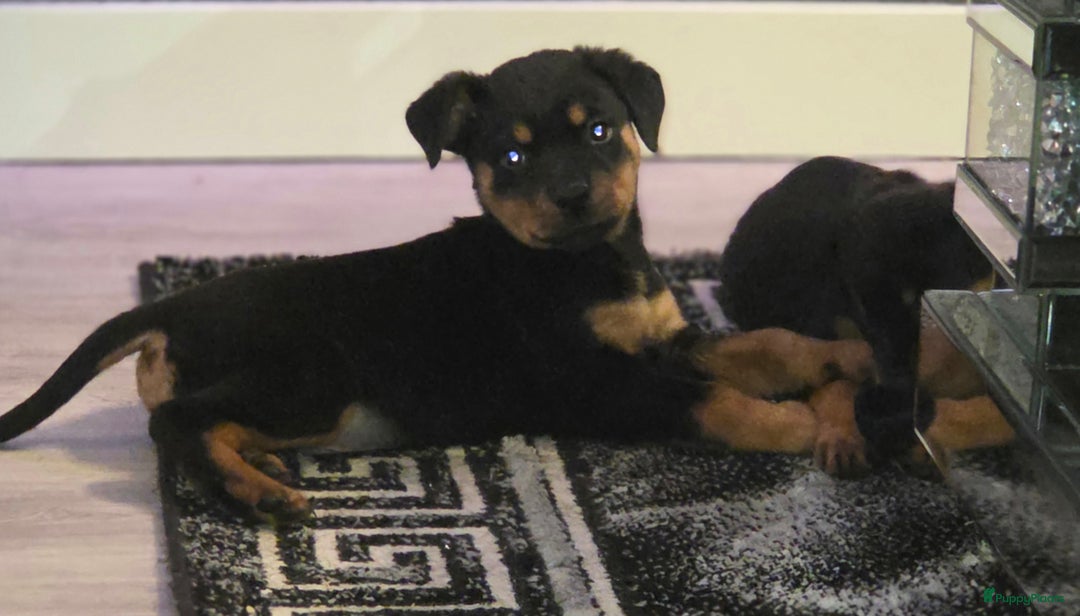 Rottweiler honden te koop: Rottweiler pups  - Advertentie 3