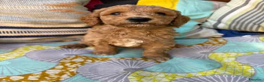 Australian Labradoodle Bardo