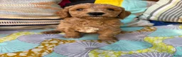 Australian Labradoodle honden te koop: Australian labradoodle reutjes beschikbaar  - Advertentie 12