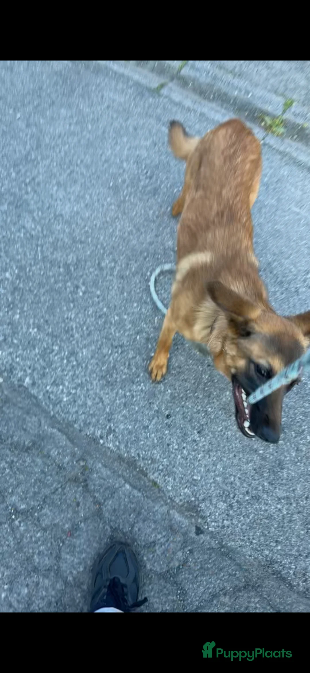 Mechelse Herder honden te koop: Mechelse herder +-6 maanden  in Ritthem - Advertentie 2