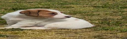 Jack Russel Terriër honden te koop: Lieve Jack Russell pups met stamboom  - Advertentie 5