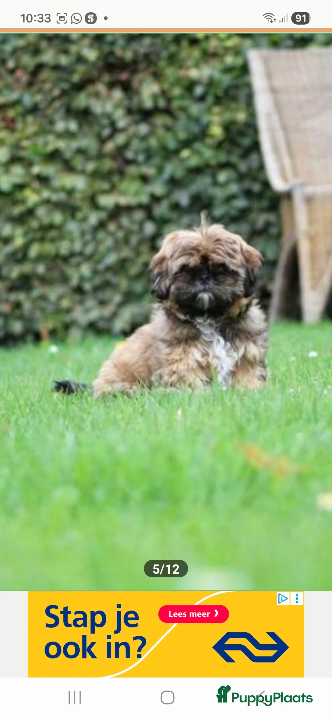 Shih Tzu honden te koop: Pups verwacht medio maart - Advertentie 4