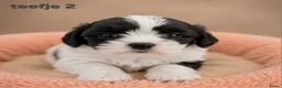 Boomer honden te koop: Super mooi gezonde boomer pups. Shi tzu X Maltezer - Advertentie 6