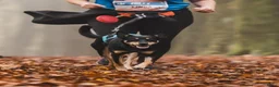 Australian Kelpie honden te koop: Australian Kelpie pups zoeken actieve baasjes - Advertentie 14