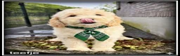 Labradoodle honden te koop: Labradoodle f4 pups. Mogen het nest verlaten. - Advertentie 2