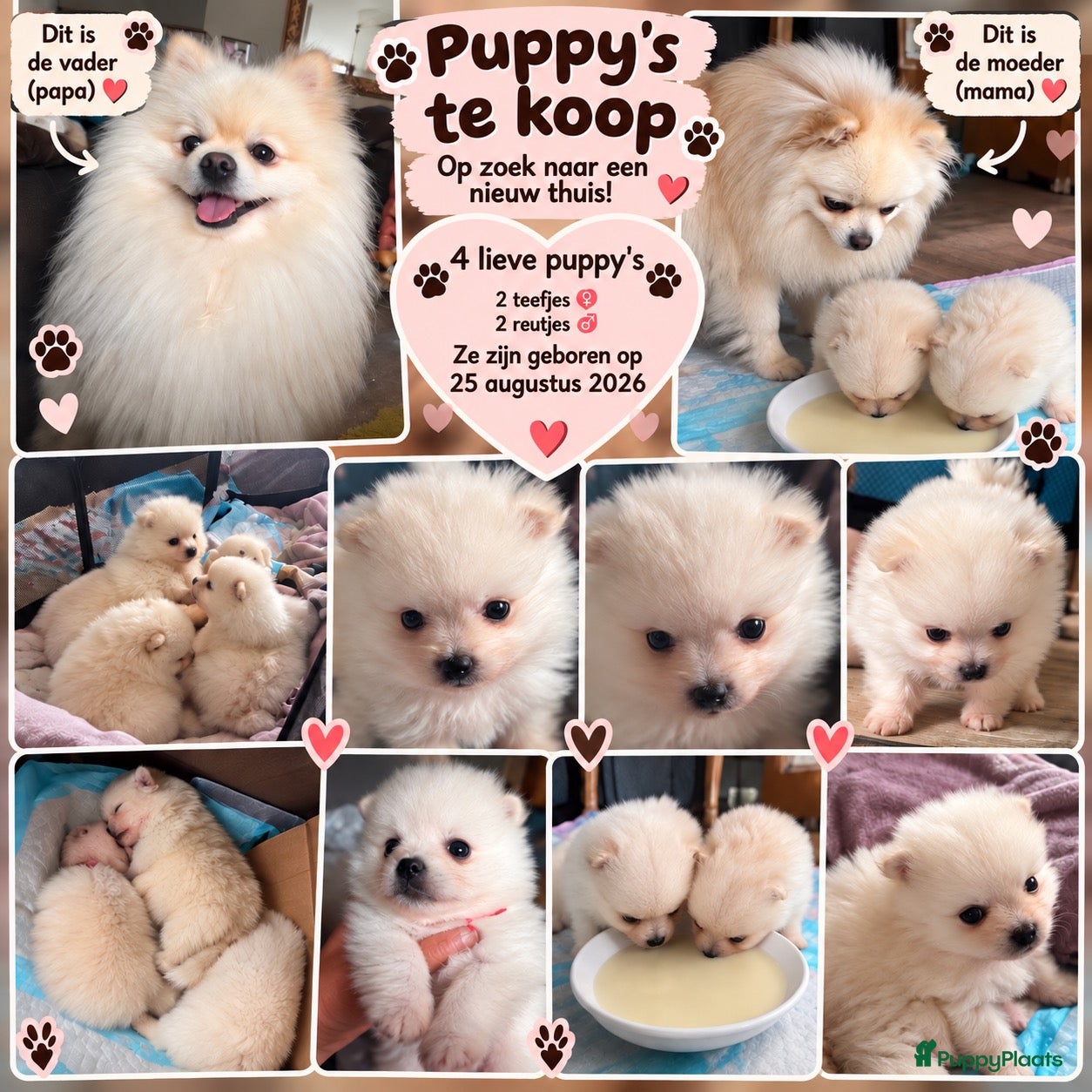 Pomeriaan honden 🐾 Pomeriaan puppy’s te koop  ❤️ - Advertentie 2