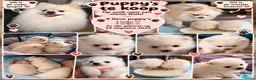 Pomeriaan honden te koop: 🐾 Pomeriaan puppy’s te koop  ❤️ - Advertentie 2