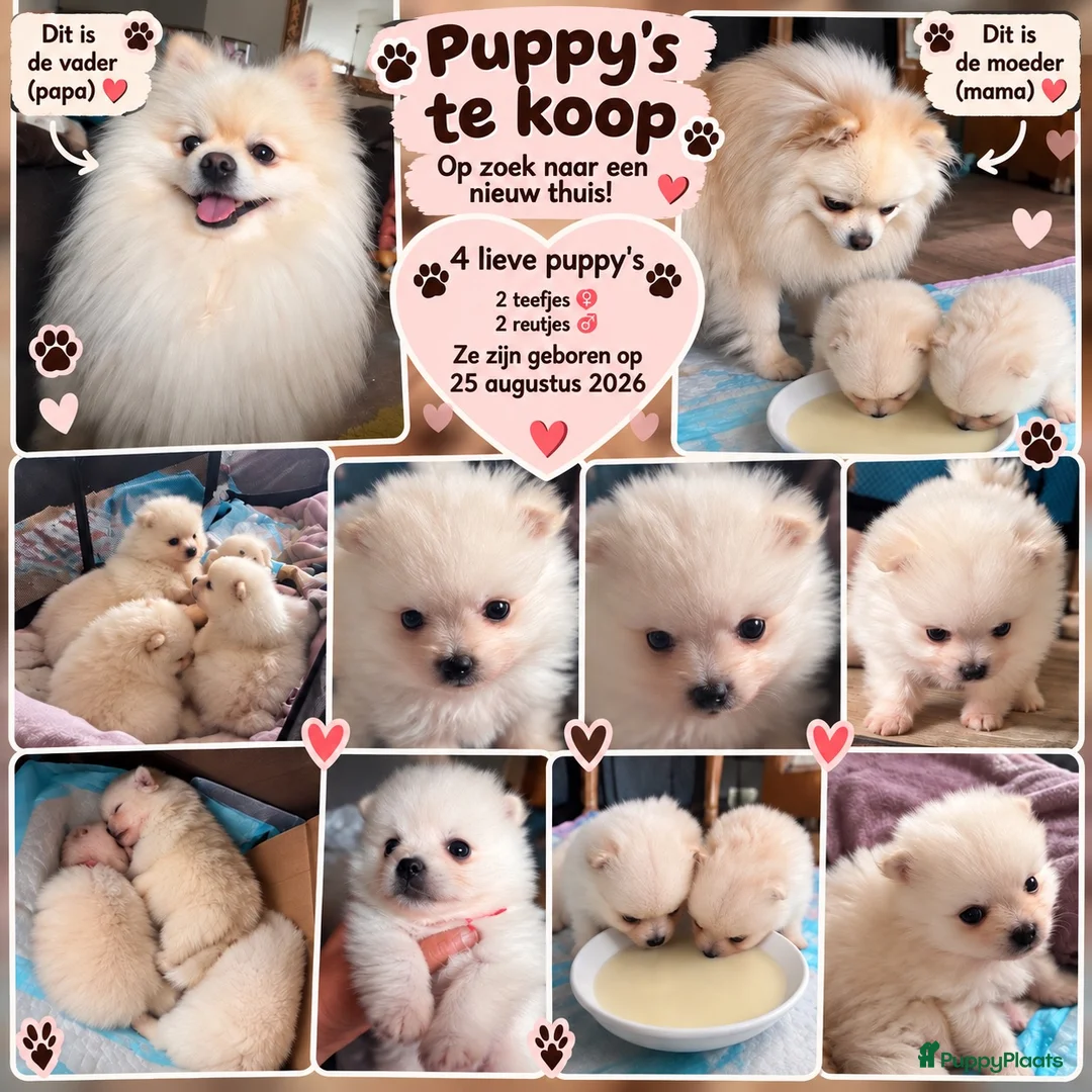 Pomeriaan honden te koop: 🐾 Pomeriaan puppy’s te koop  ❤️ - Advertentie 2