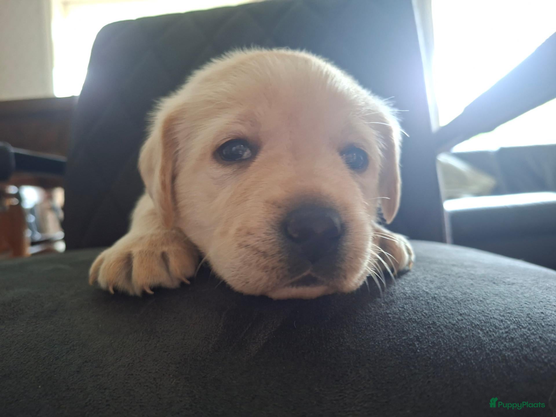 Labrador Retriever honden Raszuivere labrador retriever pup stamboom  - Advertentie 2
