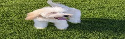 Poedel Toy honden te koop: Mini  Toy Poedel  - Advertentie 10