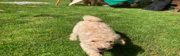 Australian Labradoodle honden te koop: Schitterende labradoodles - Advertentie 19