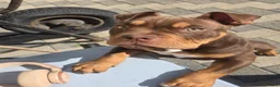 Amerikaanse Bully honden te koop: American Bully pups verwacht (GETEST)  - Advertentie 35