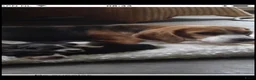 Beagle honden te koop: Prachtige beaglepupjes geboren!! - Advertentie 1
