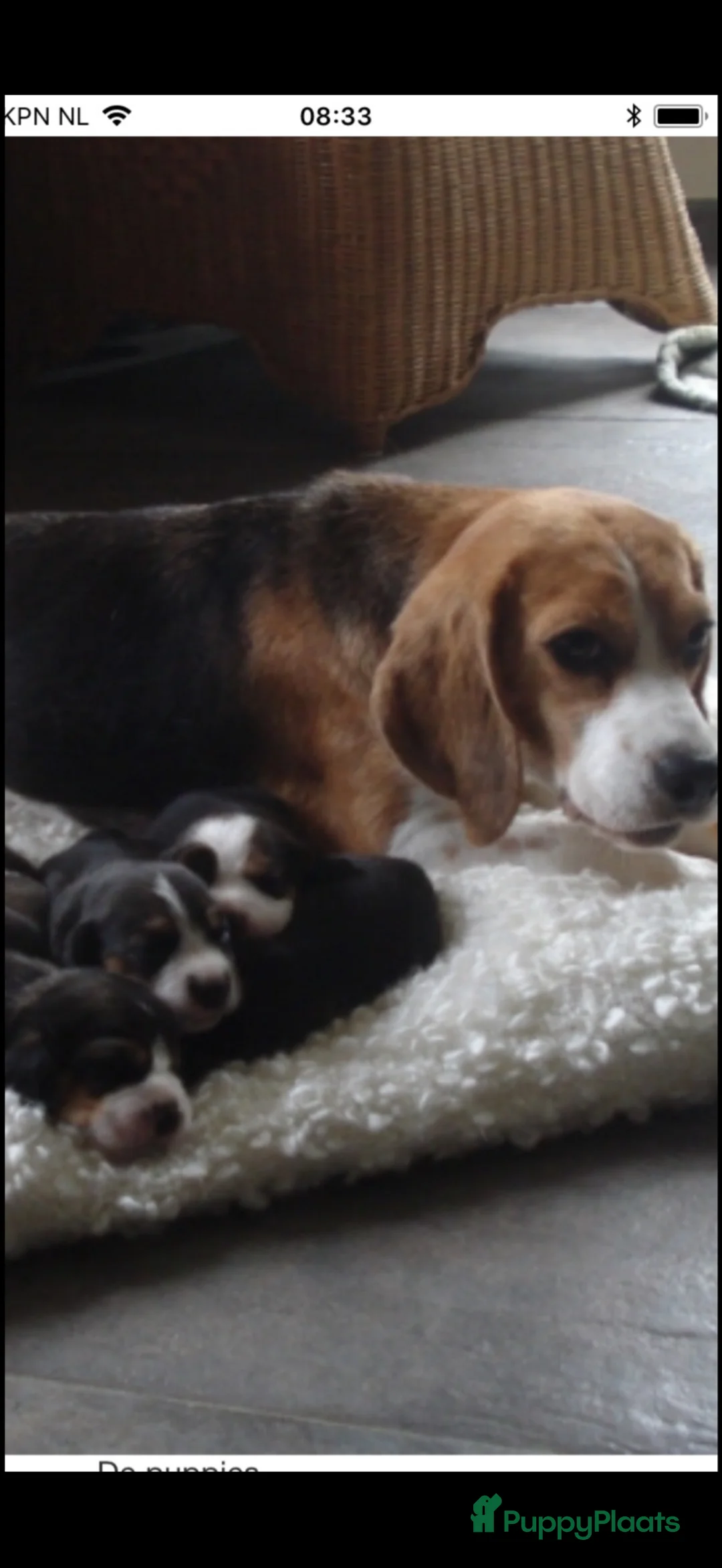 Beagle honden te koop: Prachtige beaglepupjes geboren!! - Advertentie 1