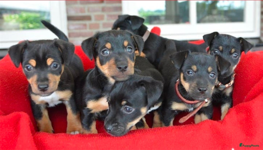 Jack Russel Terriër honden te koop: Supermooie Jack-Russell pups,  groeien op in huis. - Advertentie 14