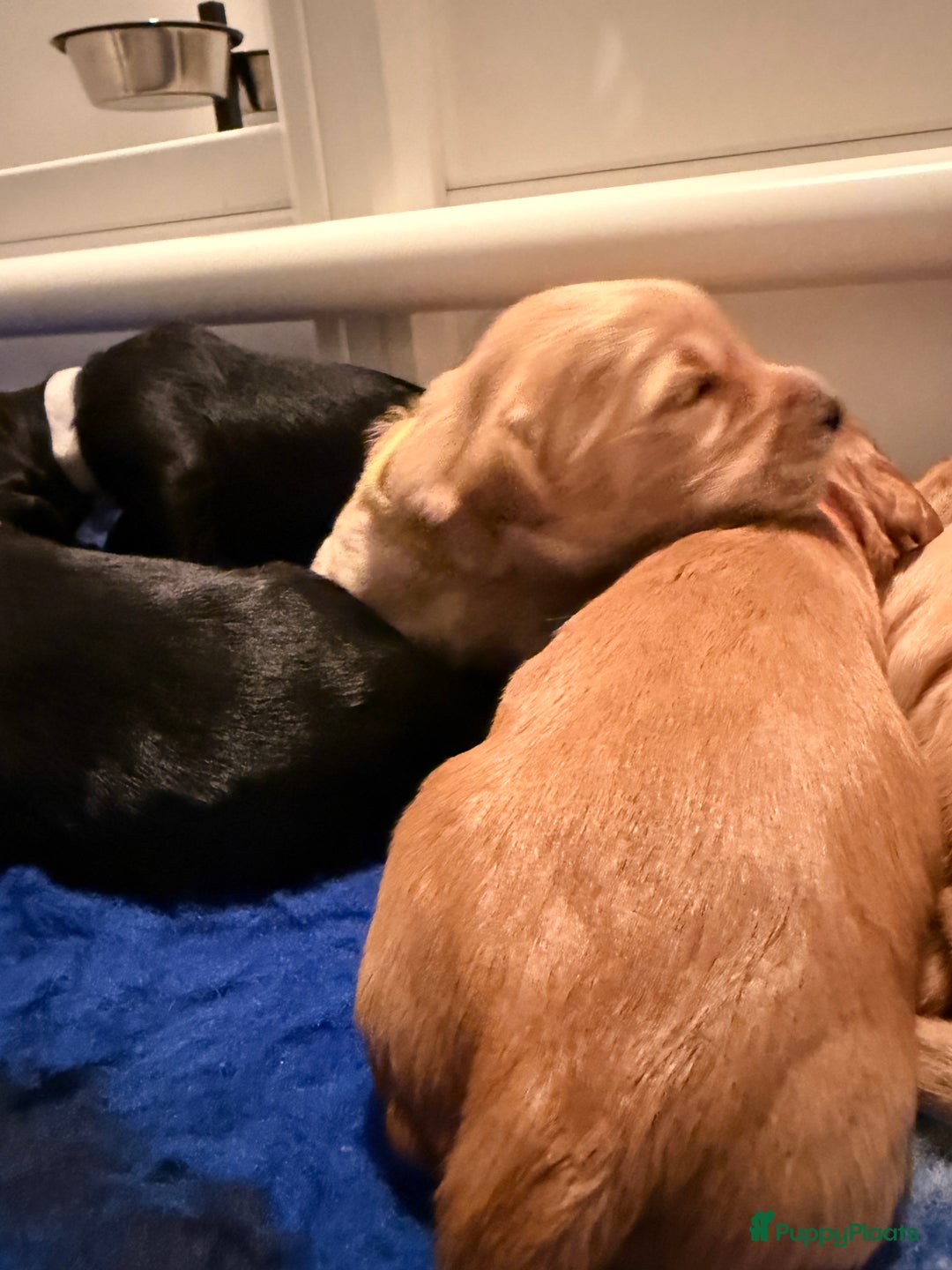 Kruising honden te koop: Goldendoodle/labradoodle  - Advertentie 7