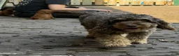Cockapoo honden te koop: Lieve midi Cockapoo pups zoeken fijn thuis - Advertentie 1