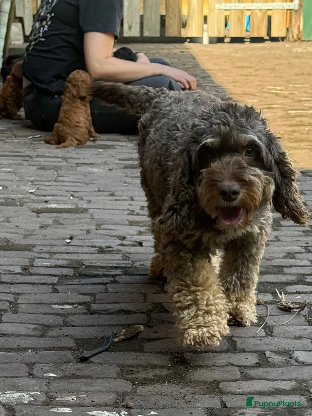 Cockapoo honden te koop: Lieve midi Cockapoo pups zoeken fijn thuis - Advertentie 1