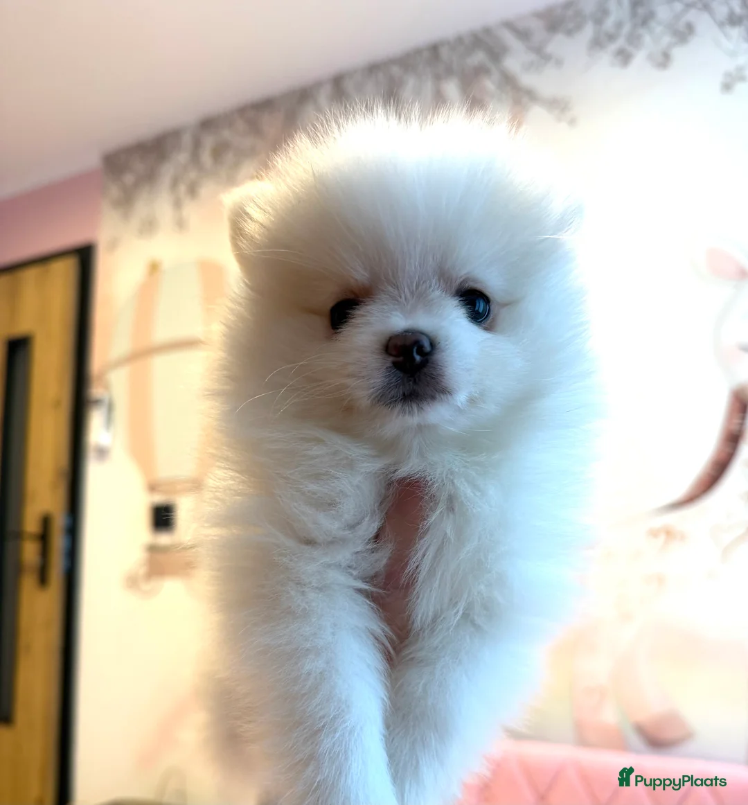 Pomeriaan honden te koop: Prachtige raszuivere pomeriaan pomeranian pups - Advertentie 4