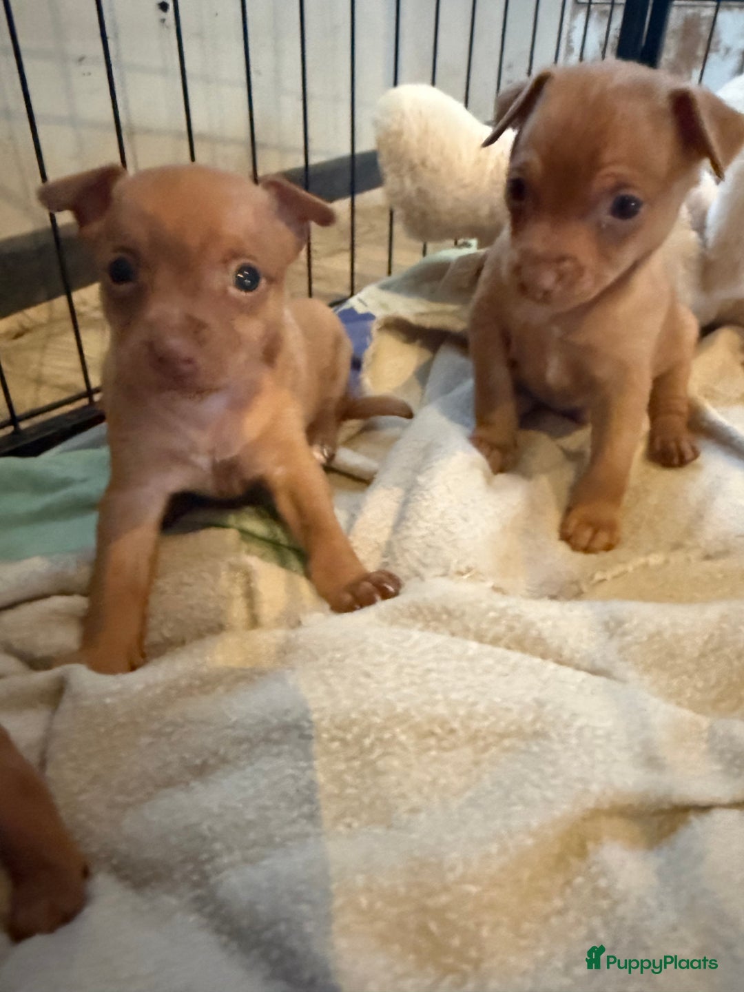 Dwergpinscher honden te koop: Dwergpinscher pups - Advertentie 13