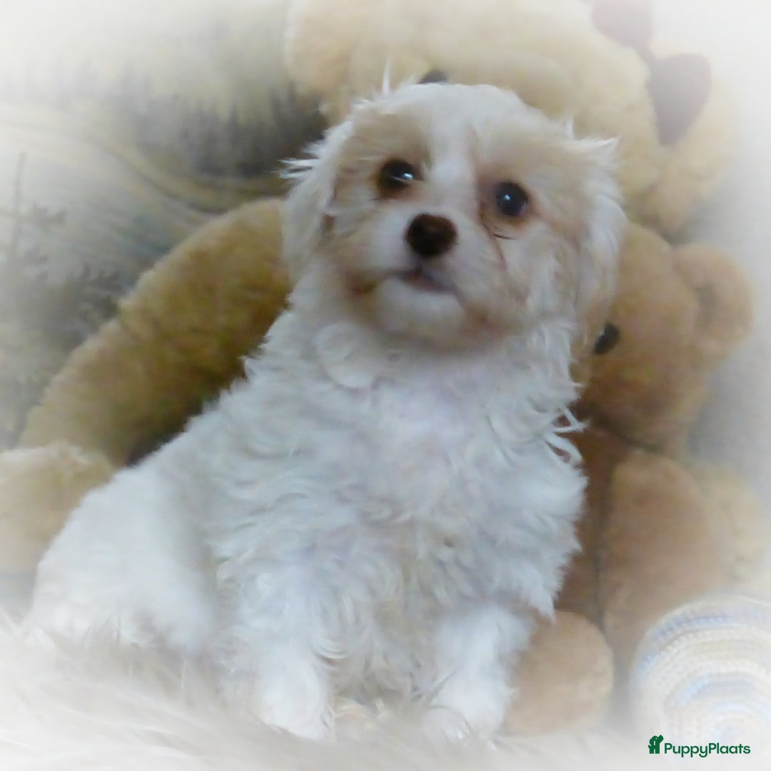 Maltipoo honden te koop: Maltipoo teefje - Advertentie 4