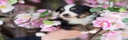 Australian Shepherd honden te koop: Mini Australian shepherd pup (MAS) - Advertentie 2