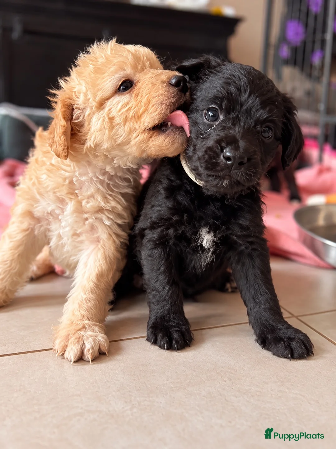 Goldendoodle honden te koop: Mini golden-doodle pups!  - Advertentie 1