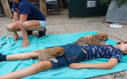Shiba honden te koop: Shiba Inu pups (nog 1 reutjes beschikbaar) - Afbeelding 6