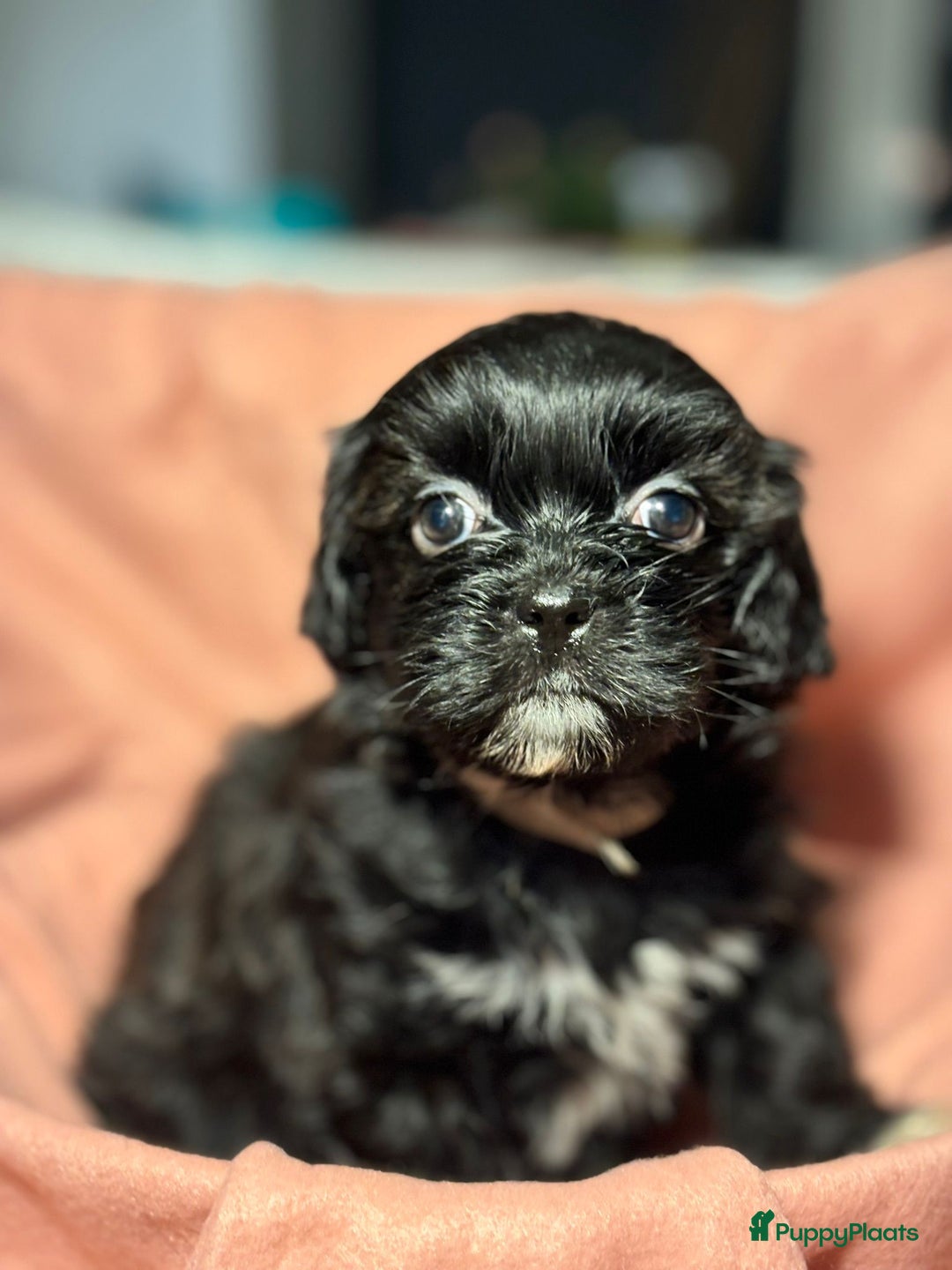 Shihpoo honden te koop: Shih Tzu / ShihTzu Toypoedel - Advertentie 3