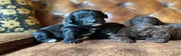 Kruising honden te koop: MINI x Medium labradoodle pups 🤎🖤 - Advertentie 17