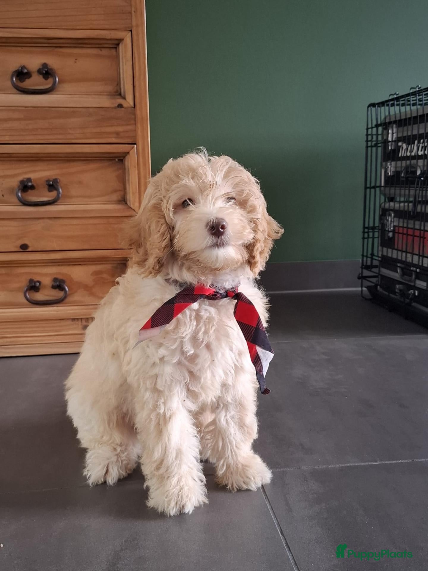 Kruising honden Boompoo pup - Advertentie 1