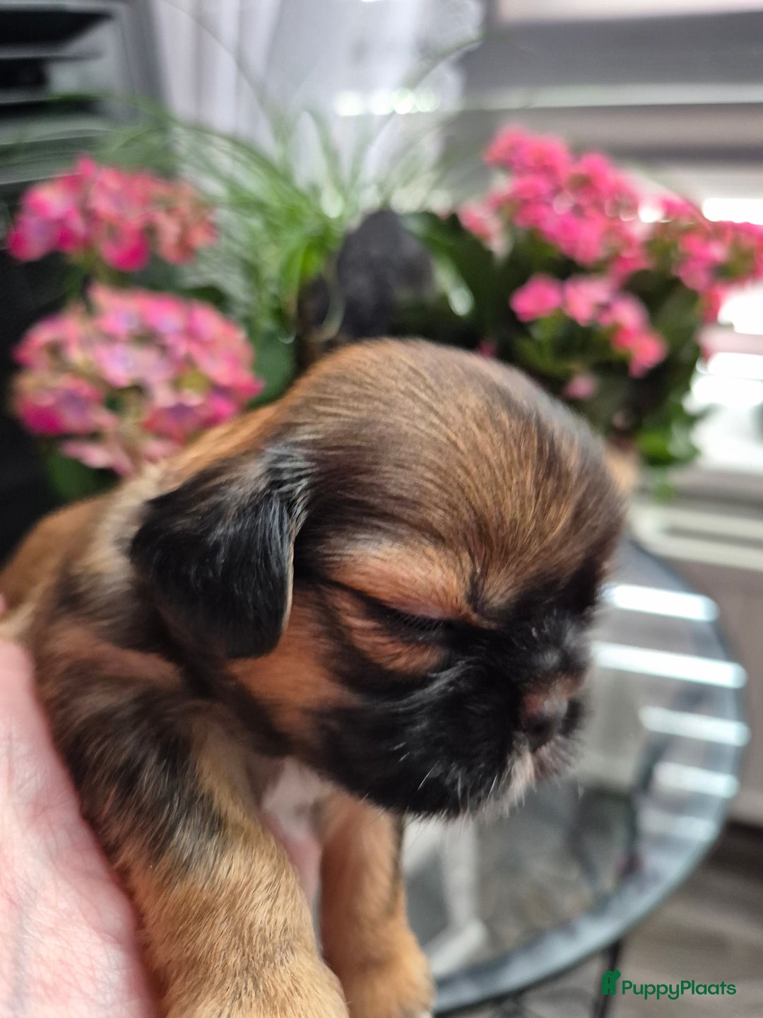 Shih Tzu honden te koop: Te koop  - Afbeelding 5