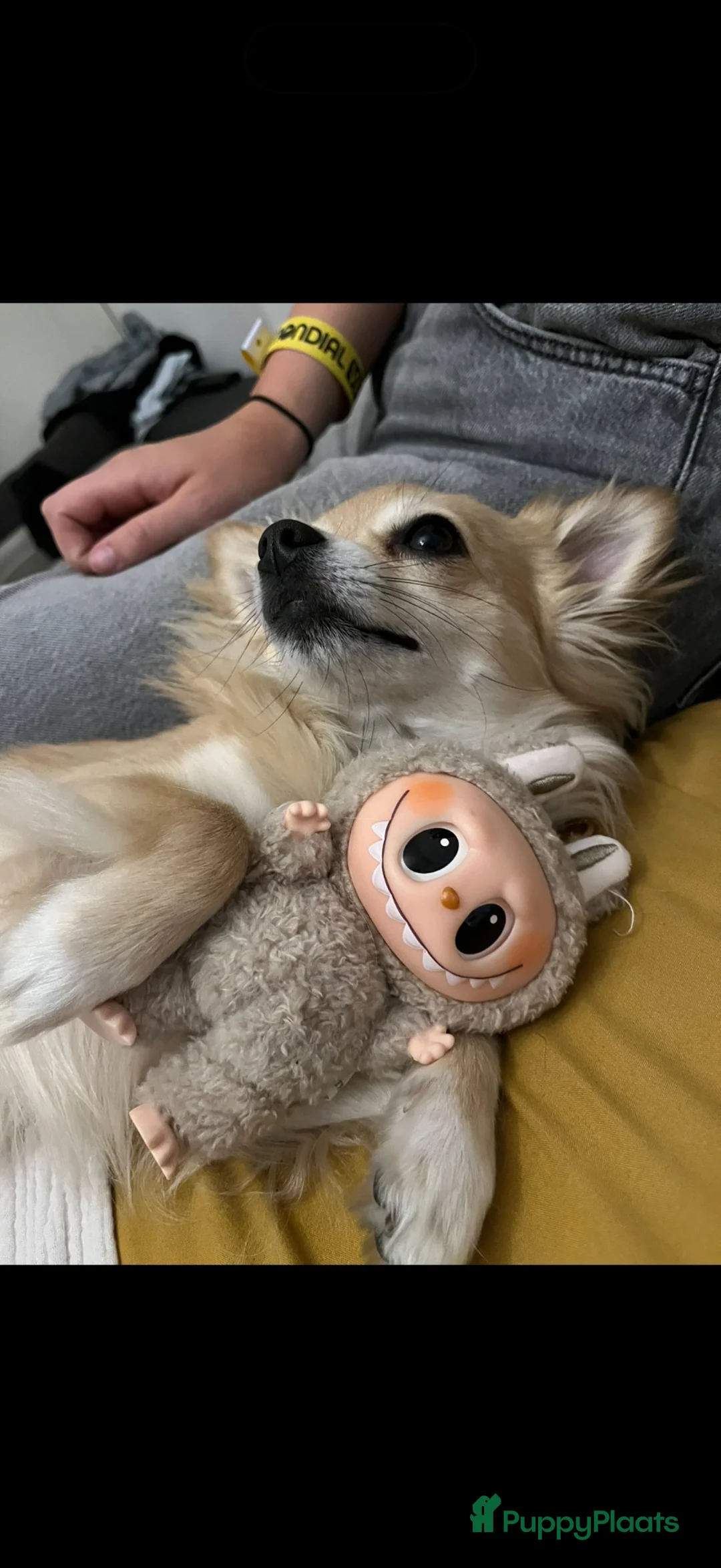 Chihuahua honden ter dekking: Dekreu  - Advertentie 2