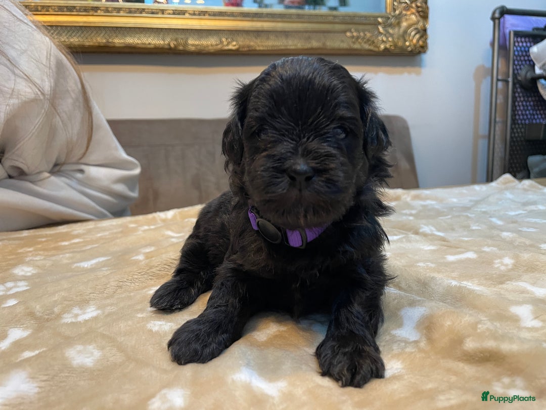 Kruising honden te koop: Boompoo pups, Boomer X Toy poedel - Advertentie 20