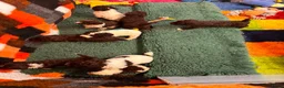 Spaanse Waterhond honden te koop: Spaanse Waterhond pups - Advertentie 4