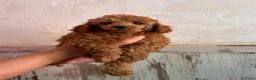 Poedel Toy honden te koop: **Bijzonder Toypoedel Reutje • 15 Weken • FCI** - Advertentie 5