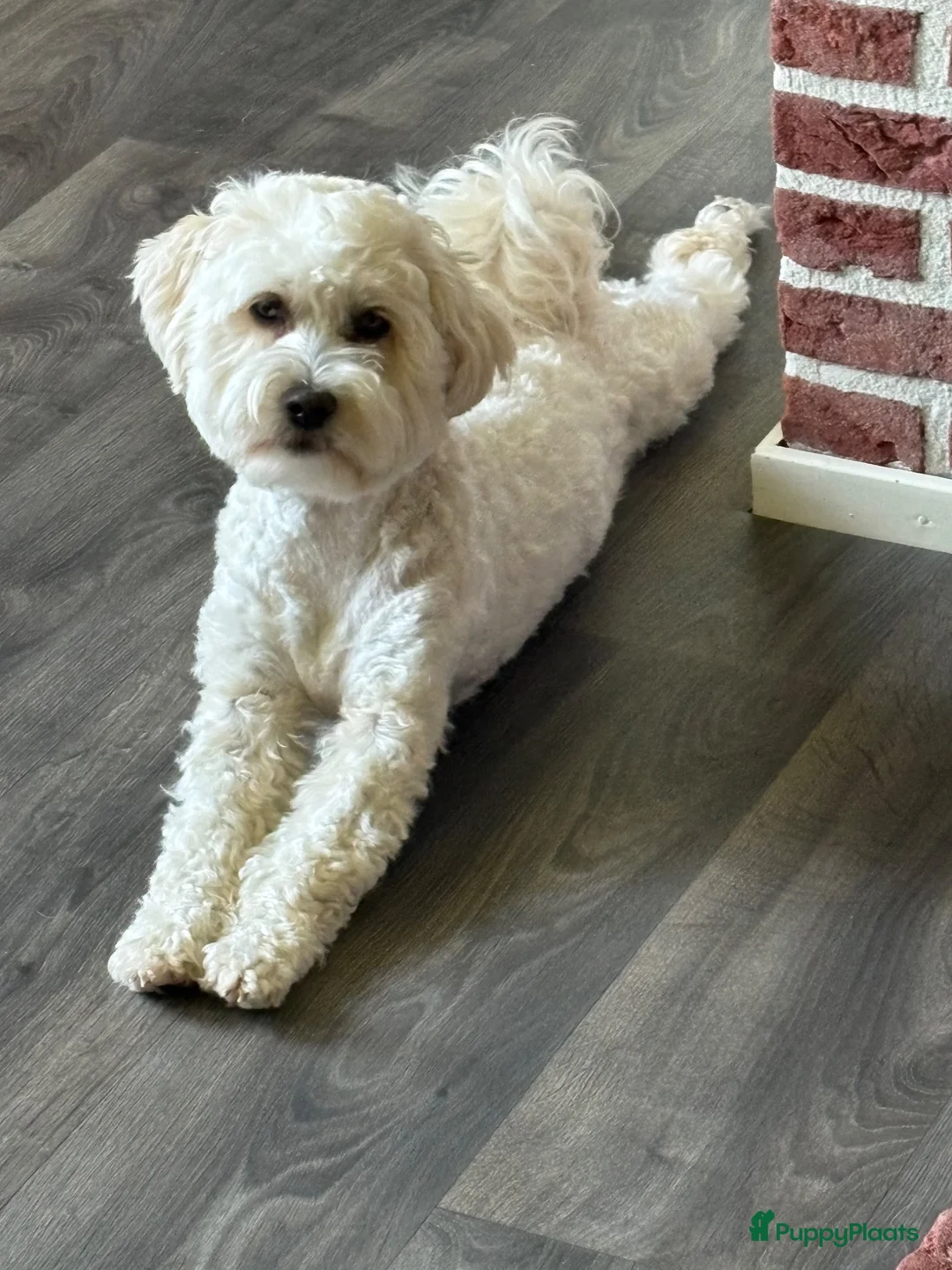 Maltipoo honden te koop: Puppy’s maltipoo x maltipoo - Advertentie 1