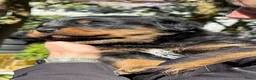 Kruising honden te koop: Berner SennerxRottweiler puppy's in Dalfsen - Advertentie 16