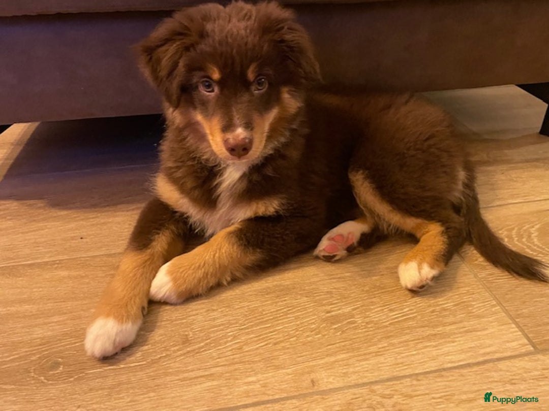 Australian Shepherd honden te koop: mini australische herder - Advertentie 1