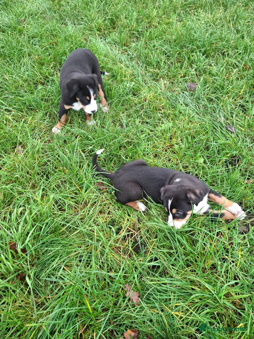 Grote Zwitserse Sennenhond honden te koop: Grote zwitserse sennen pups - Advertentie 7