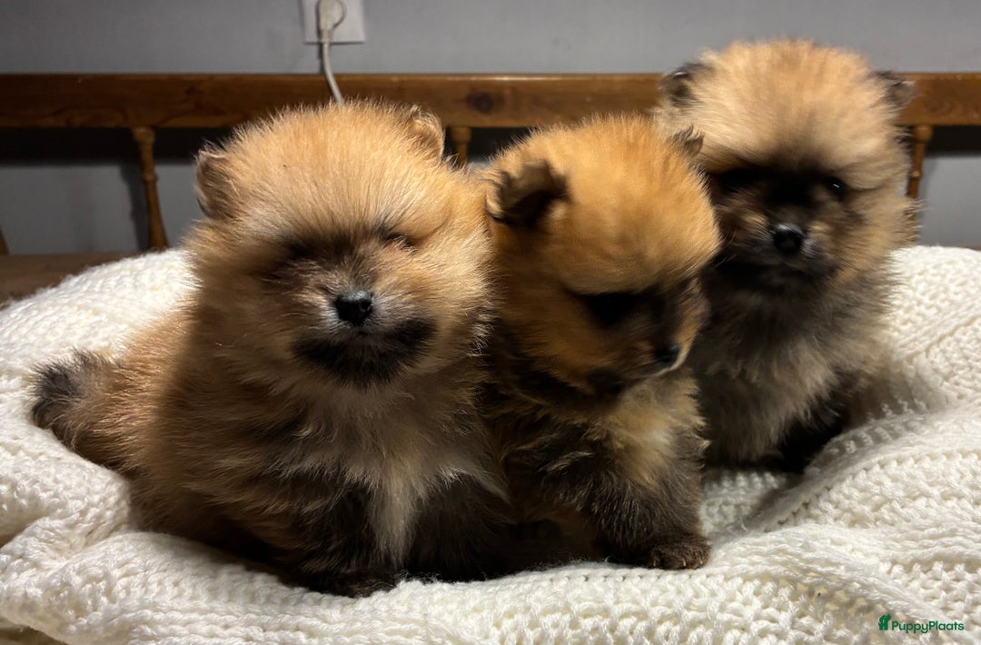 Pomeriaan honden te koop: 3 schattige Pomeriaan pups orange sable 5 wk - Advertentie 3