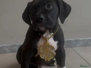 Amerikaanse Bully honden Amerikaanse Bully / American bully xl pups - Advertentie 1