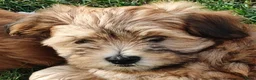 Havanezer honden te koop: Nog 1 Havanezer reutje beschikbaar - Advertentie 9