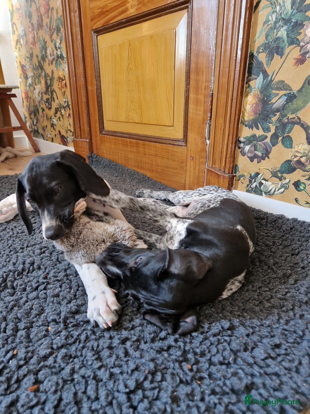 Duitse Staande Hond Korthaar honden te koop: Zindelijke DSK pups met stamboom  in Gelselaar - Afbeelding 9