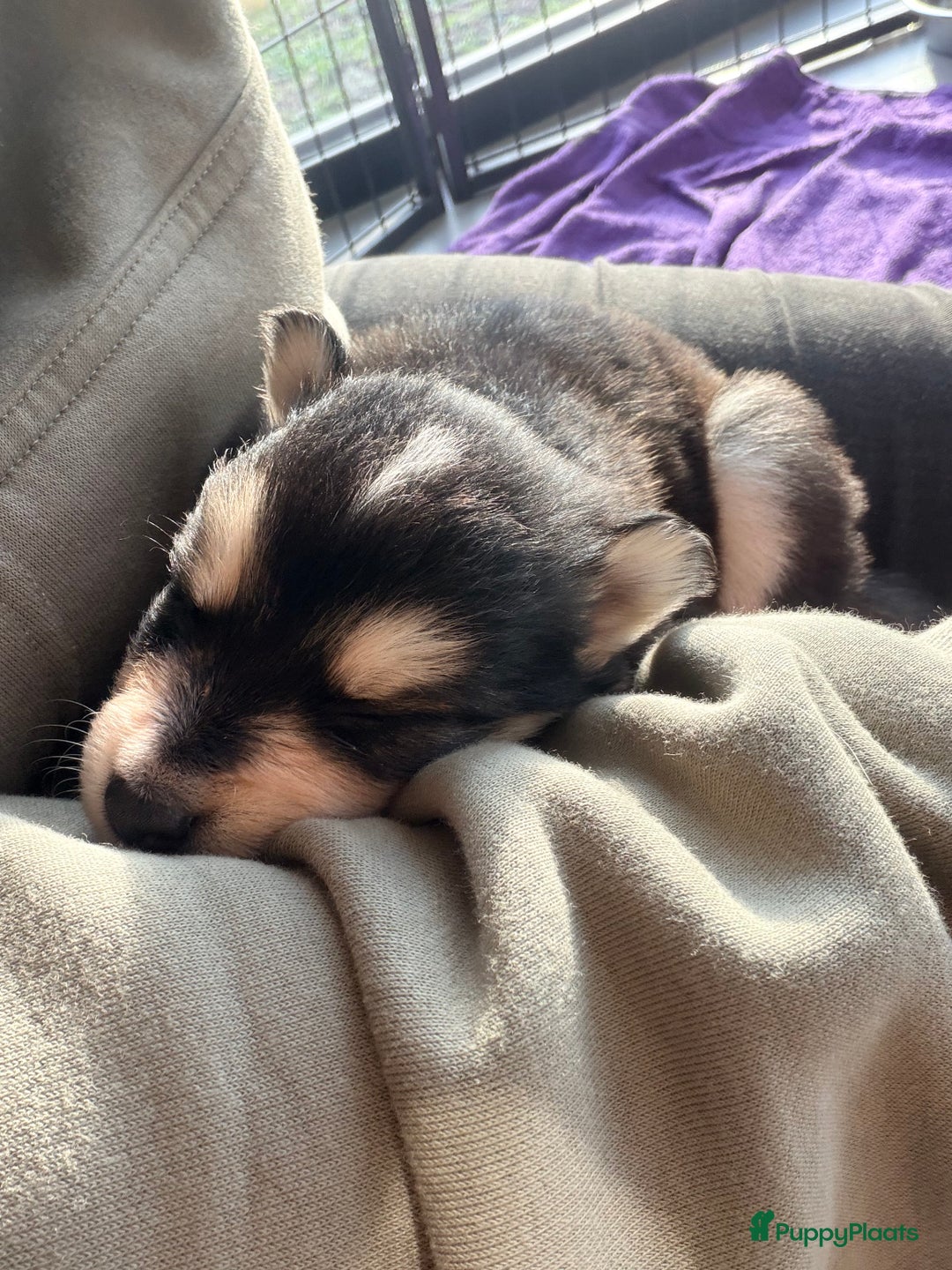 Kruising honden te koop: Prachtige Pomsky pups, in huis opgegroeid - Advertentie 8