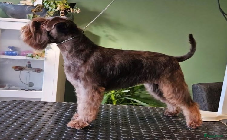 Dwergschnauzer honden - Advertentie 8