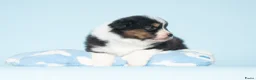 Australian Shepherd honden te koop: Australian Shepherd pups - Advertentie 3