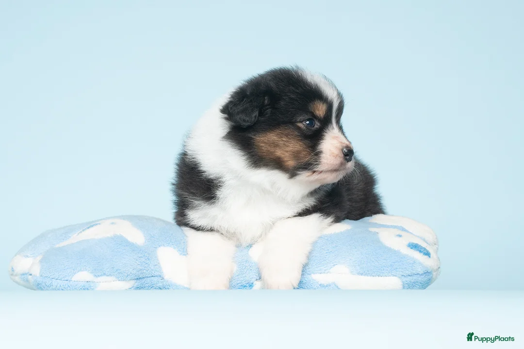 Australian Shepherd honden te koop: Australian Shepherd pups - Advertentie 3